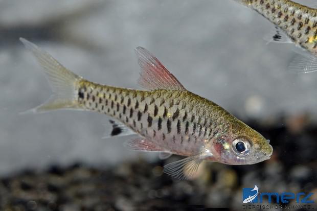 Redfin Hochflossenbarbe groß